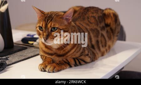 Beautiful bengal cat sitting on a white table Stock Photo