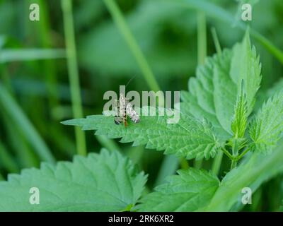 common scorpion fly sits comfortably on a green leaf Stock Photo