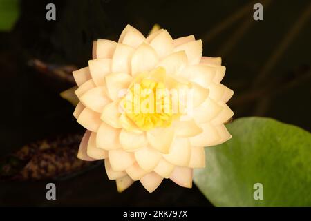 Nymphaea 'Blushing Bride', a colourful yellow variety of water lily, close up of the flower, UK Stock Photo