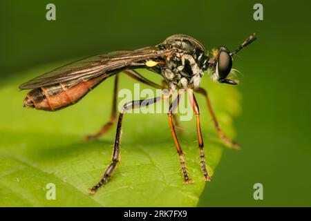 Closeup on a robber fly watching its next prey with lurred background and copy space Stock Photo