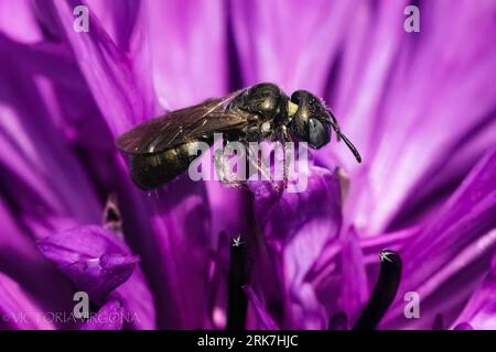 A macro of a shiny metallic green Small Carpenter Bee (Ceratina sp) pollinating a purple cornflower Stock Photo