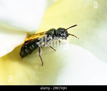A macro of a small Carpenter Bee (Ceratina sp) perched on a light yellow rose flower petal Stock Photo