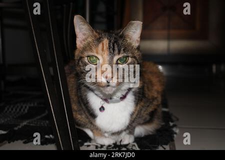 A tabby cat perched on the floor, its gaze fixed intently on something beyond the frame Stock Photo