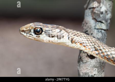 A Karoo sand snake (Psammophis notostictus), a mildly venomous species from Southern Africa, is seen in this image Stock Photo