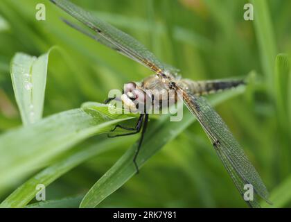Four-spotted Chaser dragonfly. Scientific name: Libellula quadrimaculata. Higher classification: Skimmers. Family: Libellulidae. Order: Odonata. Stock Photo