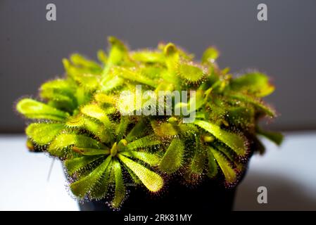 Carnivorous plant, Alice sundew, Drosera aliciae portrait Stock Photo