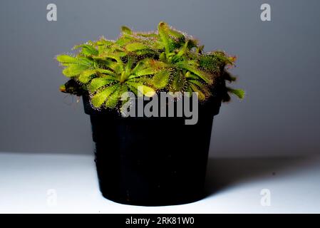 Detalied view of Carnivorous plant, Alice sundew, Drosera aliciae in a pot Stock Photo