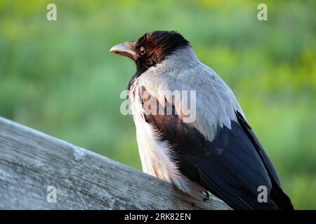 A close-up shot of a Hooded crow bird perched on a tree branch Stock Photo
