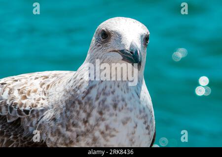A closeup shot of a beautiful seagull on a seashore Stock Photo