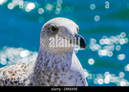 A closeup shot of a beautiful seagull on a seashore Stock Photo