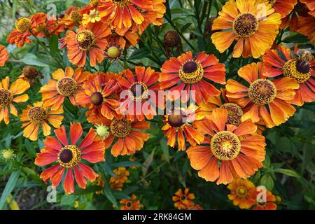 Natural closeup on the brilliant orange to red flowers of the sneezeweed, Helenium autumnale in the garden Stock Photo