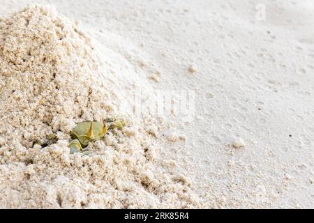 Horn-eyed ghost crab is hiding in white coastal sand of La Digue island, Seychelles. Green Ocypode Ceratophthalmus, the horned ghost crab. Stock Photo