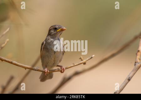 A small sparrow perched atop a branch in a wooded area Stock Photo