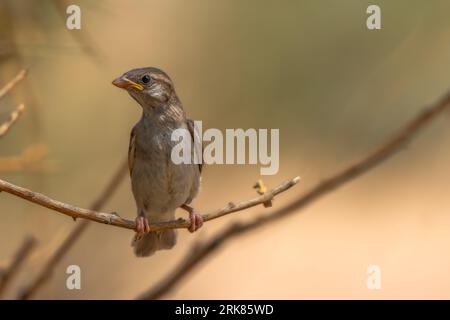A small sparrow perched atop a branch in a wooded area Stock Photo