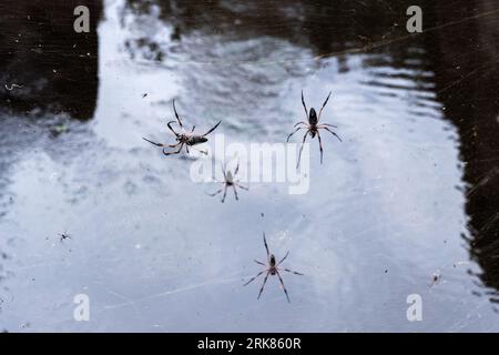 Red-legged golden orb-weaver spiders are on spiderweb, close up photo with selective focus. Nephila inaurata, Seychelles Stock Photo