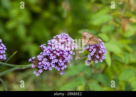 meadow brown brush footed butterfly on purple vervain with a blurred green background Stock Photo