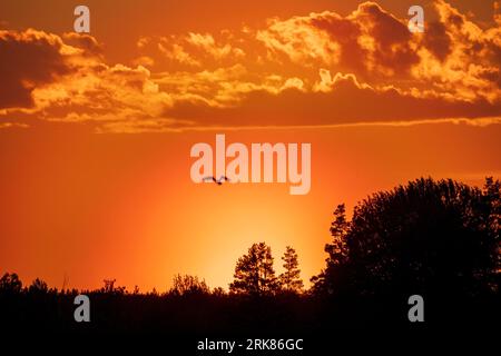 A picturesque landscape featuring a golden sunset behind a rolling hill with silhouetted trees. Stock Photo