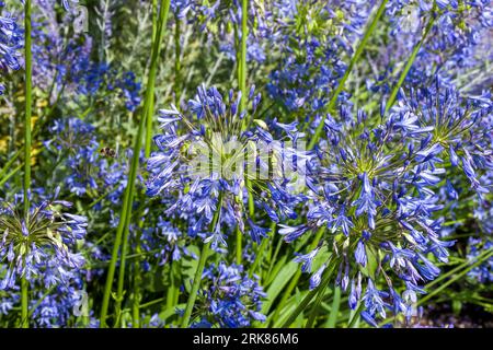 close up of agapanthus also known as african lily are known for their blue drumstick headed flowers in summer Stock Photo