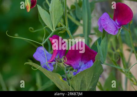 bright pink and purple sweet pea lathyrus odoratus flowers Stock Photo