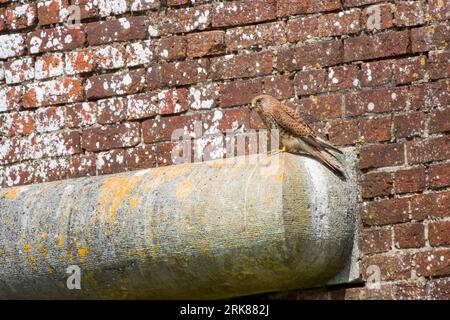 kestrel a bird of prey species belonging to the kestrel group of the falcon family perched on a wall Stock Photo