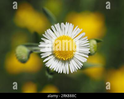 Annual Fleabane (Daisy Fleabane). Scientific name: Erigeron annuus. Family: Asteraceae. Order: Asterales. Kingdom: Plantae. Stock Photo
