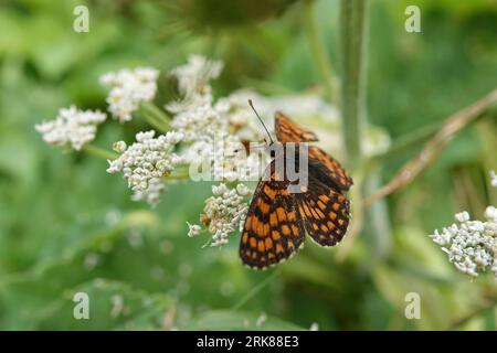 Natural closeup on the Heath Fritillary butterfly, Melitaea athalia, sitting on a grean leaf with spread wings Stock Photo