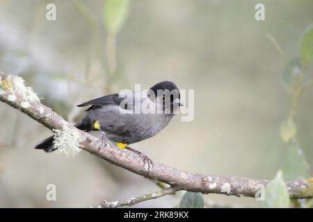 A yellow-thighed brushfinch on a branch in Costa Rica. Stock Photo