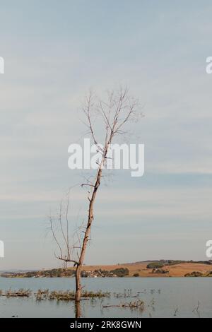 single dead tree in the pond Stock Photo