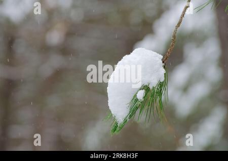 snowing on twig needles pine tree covered in snow in Sicily, Etna National Park, Italy Stock Photo