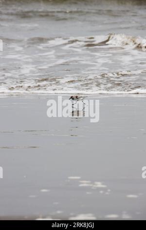 Bildnummer: 54046261  Datum: 13.05.2010  Copyright: imago/Xinhua (100514)-- NEW ORLEANS, May 14, 2010 (Xinhua) -- A seabird looks for  on a beach in Grand Isle, Louisiana, the United States, May 13, 2010. The sea area off Grand Isle is facing the potential oil pollution due to the oil spill of the BP Deepwater Horizon Platform in the Gulf of Mexico which is diffusing in the Gulf. (Xinhua/Zhu Wei) (lyi) (8)U.S.-GULF OF MEXICO-OIL SPILL-GRAND ISLE PUBLICATIONxNOTxINxCHN Natur Strand kbdig xsk 2010 hoch o0 Golf von, Meer, Küste    Bildnummer 54046261 Date 13 05 2010 Copyright Imago XINHUA  New Or Stock Photo