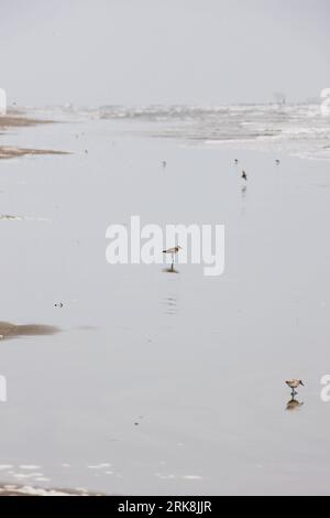 Bildnummer: 54046260  Datum: 13.05.2010  Copyright: imago/Xinhua (100514)-- NEW ORLEANS, May 14, 2010 (Xinhua) -- Seabirds look for  on a beach in Grand Isle, Louisiana, the United States, May 13, 2010. The sea area off Grand Isle is facing the potential oil pollution due to the oil spill of the BP Deepwater Horizon Platform in the Gulf of Mexico which is diffusing in the Gulf. (Xinhua/Zhu Wei) (lyi) (5)U.S.-GULF OF MEXICO-OIL SPILL-GRAND ISLE PUBLICATIONxNOTxINxCHN Natur Strand kbdig xsk 2010 hoch o0 Golf von, Meer, Küste    Bildnummer 54046260 Date 13 05 2010 Copyright Imago XINHUA  New Orle Stock Photo