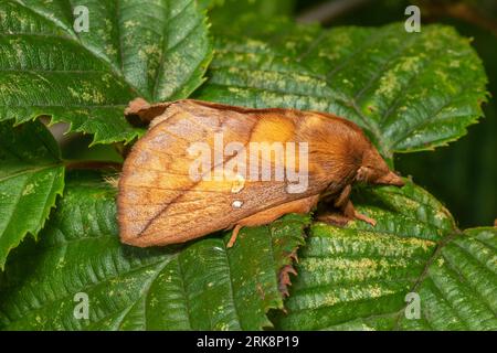 Euthrix potatoria, the drinker moth, resting on a wet leaf in the early morning. Stock Photo