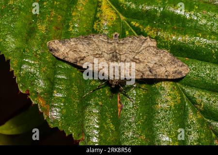 A willow beauty moth, Peribatodes rhomboidaria, resting on a wet leaf in the early morning. Stock Photo