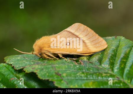Lasiocampa quercus, the oak eggar moth, resting on a wet leaf in the early morning. Stock Photo