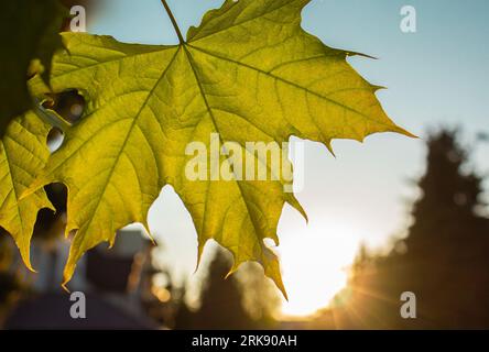 Yellow maple Autumn leaf on blurred background with bokeh at sunset. Fall banner with soft golden light. Autumn yellow maple leaf at Early autumn. Stock Photo