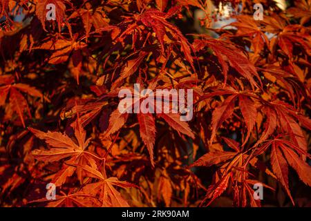 Beautiful bright warm red leaves of a Japanese Maple tree called Acer Palmatum Fireglow in bright sunshine. Red leaves of Japanese Maple Tree, Acer Pa Stock Photo