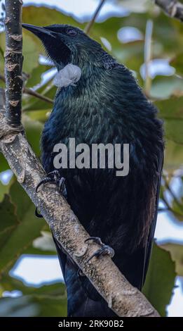 Winter Tui Seen From Below Stock Photo