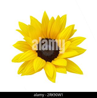 Sunflower flower isloted on a white background. Object with clipping path. Stock Photo