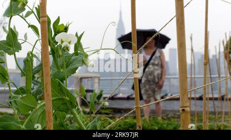 Bildnummer: 54148507  Datum: 13.06.2010  Copyright: imago/Xinhua (100616) -- NEW YORK, June 16, 2010 (Xinhua) -- Pea blossom is seen at the Eagle Street Rooftop Farm in Brooklyn borough in New York, the United States, June 13, 2010. On the shoreline of the East River and with a sweeping view of the Manhattan skyline, Eagle Street Rooftop Farm is a 6,000 square feet (about 557 square metres) green roof organic vegetable farm located atop a warehouse in Greenpoint, Brooklyn. (Xinhua/Liu Xin)(zx) (9)U.S.-NEW YORK-ORGANIC FARM-ROOFTOP PUBLICATIONxNOTxINxCHN Fotostory Ökologie Gesellschaft USA Dach Stock Photo