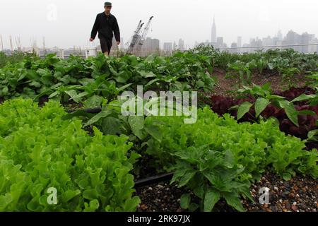Bildnummer: 54148508  Datum: 13.06.2010  Copyright: imago/Xinhua (100616) -- NEW YORK, June 16, 2010 (Xinhua) -- A worker works at the Eagle Street Rooftop Farm in Brooklyn borough in New York, the United States, June 13, 2010. On the shoreline of the East River and with a sweeping view of the Manhattan skyline, Eagle Street Rooftop Farm is a 6,000 square feet (about 557 square metres) green roof organic vegetable farm located atop a warehouse in Greenpoint, Brooklyn. (Xinhua/Liu Xin)(zx) (3)U.S.-NEW YORK-ORGANIC FARM-ROOFTOP PUBLICATIONxNOTxINxCHN Fotostory Ökologie Gesellschaft USA Dach Roof Stock Photo