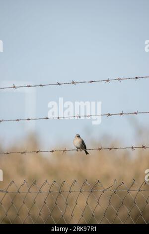 sparrow perched on barbed wire Stock Photo
