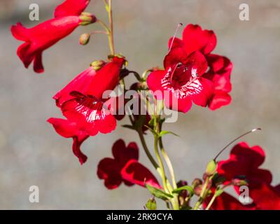 White throated red flowers of the semi-evergreen summer blooming perenial, Penstemon 'King George V' Stock Photo