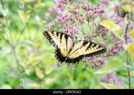 Eastern Tiger Swallowtail (Papilio glaucus) native wild flower in meadow. Stock Photo