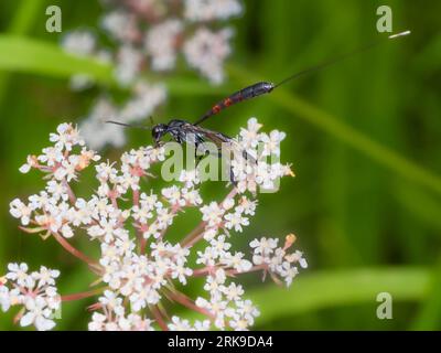 Female Gasteruption jaculator, a Uk parasitoid wasp, feeding on wild carrot flowers, Daucus carota Stock Photo