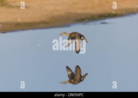 Gadwall Anas strepera, juvenile flying with reflection, RSPB Minsmere Nature Reserve, Suffolk, England, September Stock Photo