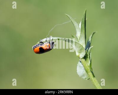 ant bag beetle, Clytra laeviuscula, fűzfa-zsákhordóbogár, Budapest, Hungary, Magyarorszár, Europe Stock Photo