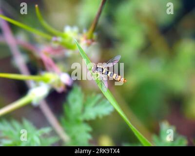 long hoverfly, Gewöhnliche Langbauchschwebfliege, Syrphe porte-plume, Sphaerophoria scripta, tarka darázslégy, Hungary, Budapest, Magyarprszág, Europe Stock Photo