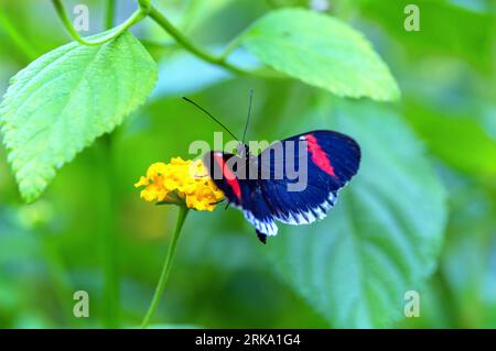 Blue Postman Butterfly "Heliconius melpomene" feeding on yellow flower. Also "piano key butterfly" or "Amazon postman butterfly". Ireland Stock Photo