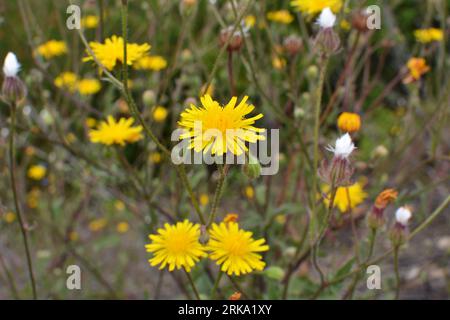 Crepis foetida grows in the wild in summer Stock Photo