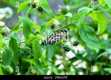 Zebra longwing butterfly or "Zebra heliconian" or "Heliconius charithonia" with striped black cream wings feeding on green leaf plant. Ireland Stock Photo